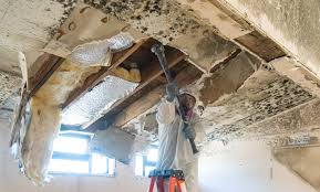 Professional Mold Remediation in Woodside East, DE